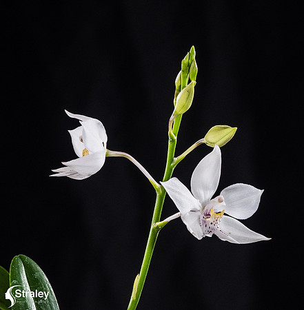 Orchids at Home  2020 02 16 - 0022