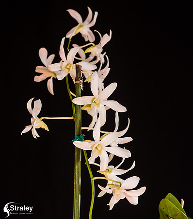 Orchids at Home  2020 02 16 - 0023