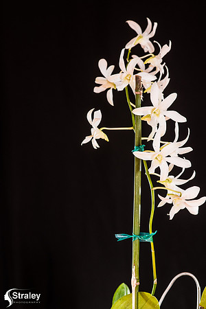 Orchids at Home  2020 02 16 - 0024