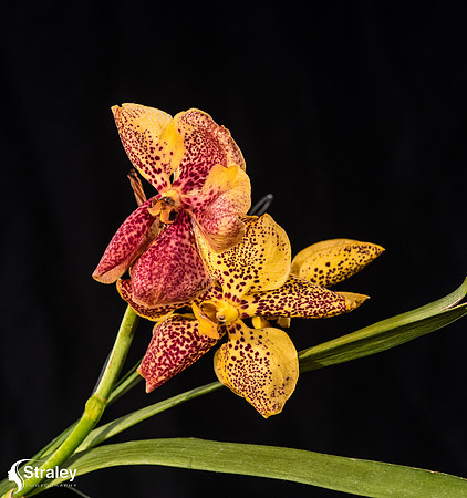 Orchids at Home  2020 02 16 - 0025