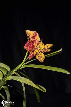 Orchids at Home  2020 02 16 - 0026