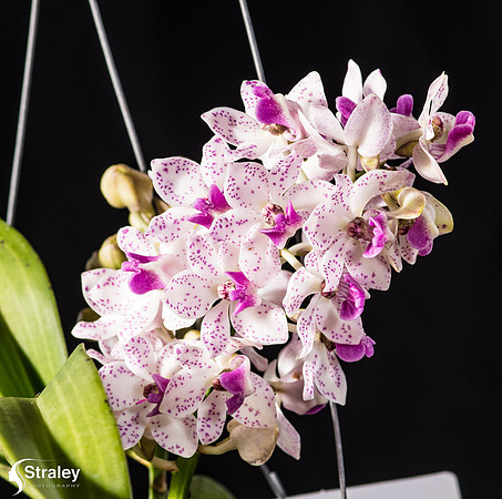 Orchids at Home  2020 02 16 - 0027