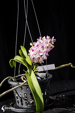 Orchids at Home  2020 02 16 - 0028