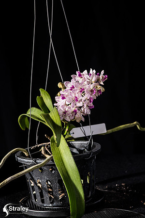 Orchids at Home  2020 02 16 - 0029