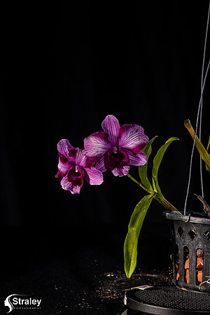 Orchids at Home  2020 02 16 - 0030