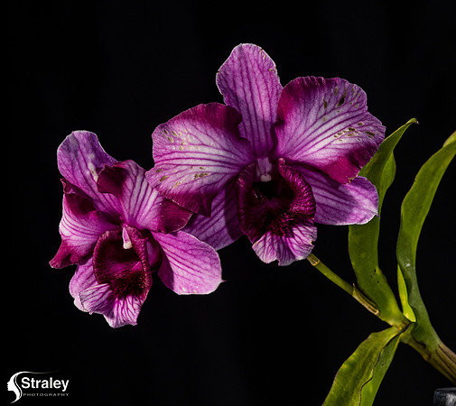 Orchids at Home  2020 02 16 - 0031