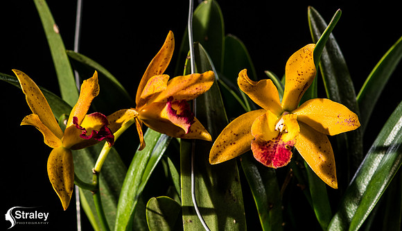 Orchids at Home  2020 02 16 - 0033