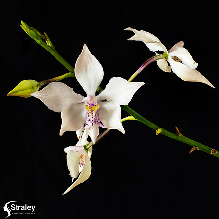 Orchid v3 - 50 mm focus stacking-2