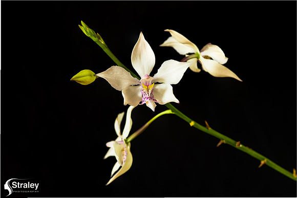 orchid flower - focus stacking v1