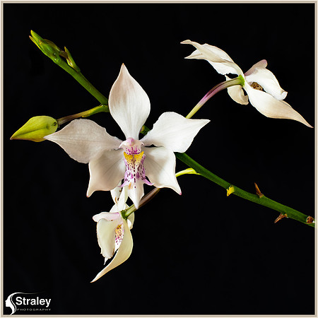 Orchid v3 - 50 mm focus stacking