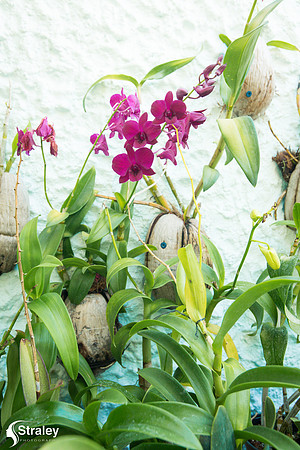 Orchids and Plants 2018 11 01 - 0001