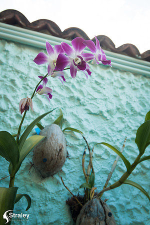 Orchids and Plants 2018 11 01 - 0004