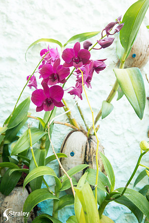 Orchids and Plants 2018 11 01 - 0002