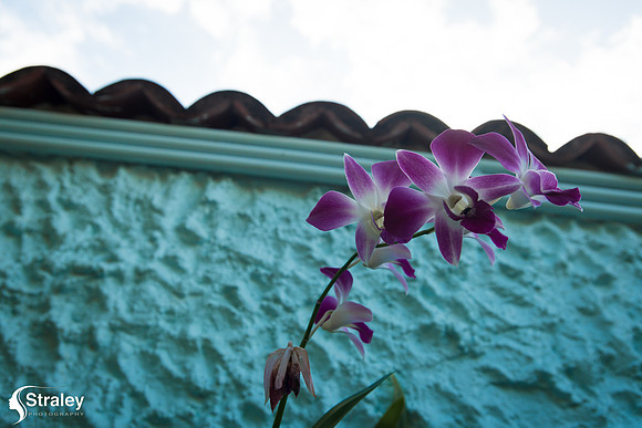 Orchids and Plants 2018 11 01 - 0005