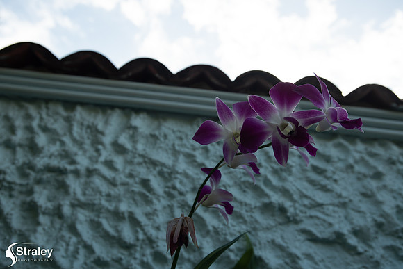 Orchids and Plants 2018 11 01 - 0005-2
