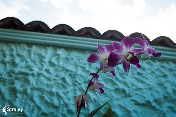 Orchids and Plants 2018 11 01 - 0006