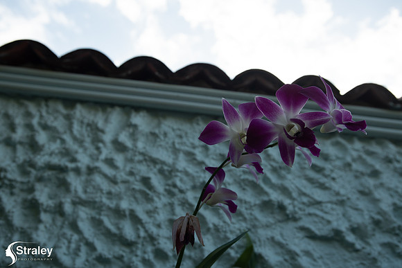 Orchids and Plants 2018 11 01 - 0006-2