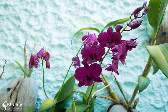 Orchids and Plants 2018 11 01 - 0007
