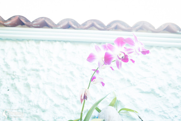Orchids and Plants 2018 11 01 - 0008