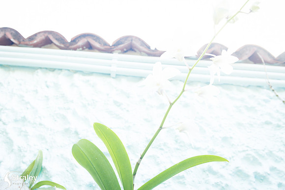 Orchids and Plants 2018 11 01 - 0009