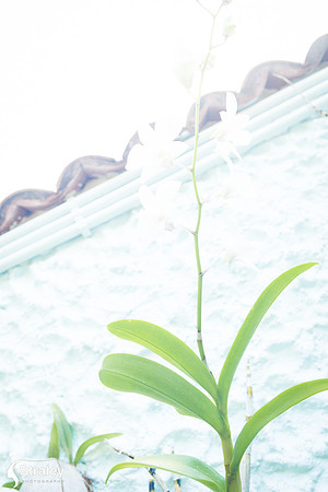 Orchids and Plants 2018 11 01 - 0010