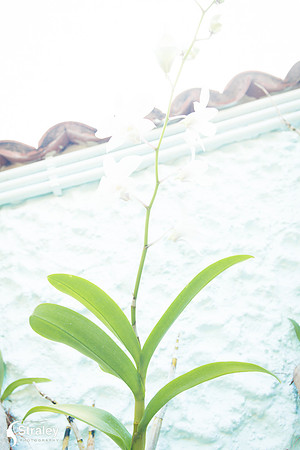 Orchids and Plants 2018 11 01 - 0011