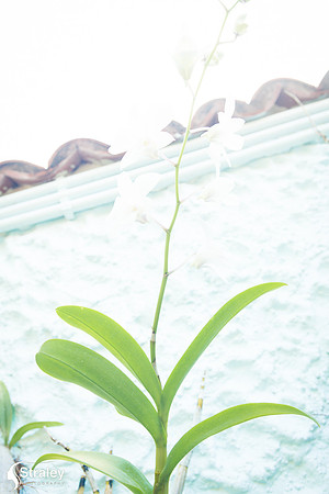 Orchids and Plants 2018 11 01 - 0012