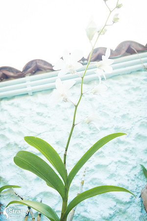Orchids and Plants 2018 11 01 - 0013
