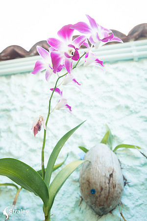 Orchids and Plants 2018 11 01 - 0014