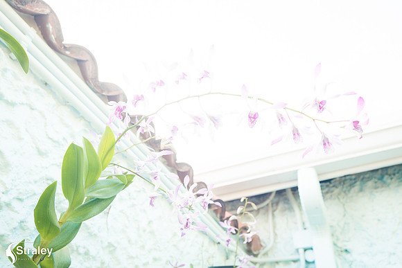 Orchids and Plants 2018 11 01 - 0016
