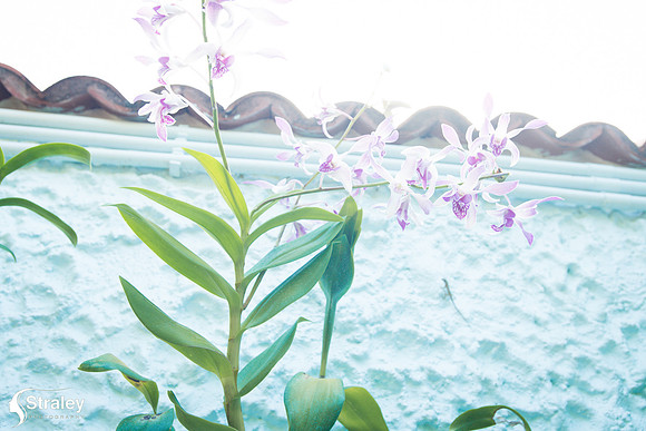 Orchids and Plants 2018 11 01 - 0017