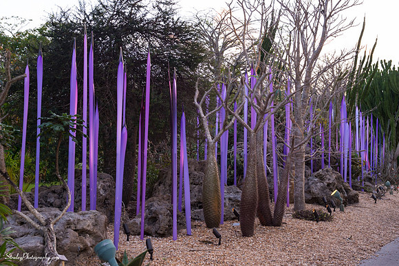 Chihuly at Fairchild Gardens  2015 01 08 - 0082