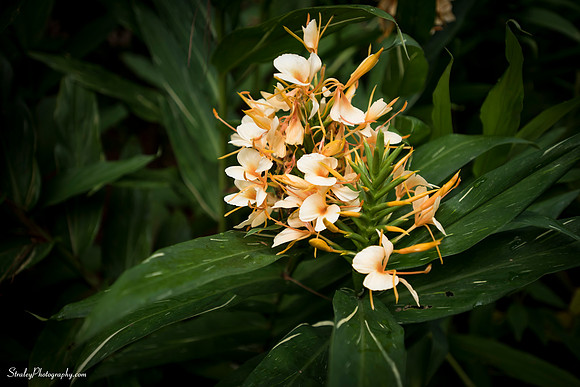Elizabethan Gardens 2014 10 02 - 0016