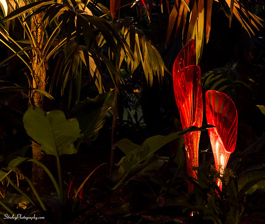 Chihuly at Fairchild Gardens  2015 01 08 - 0155