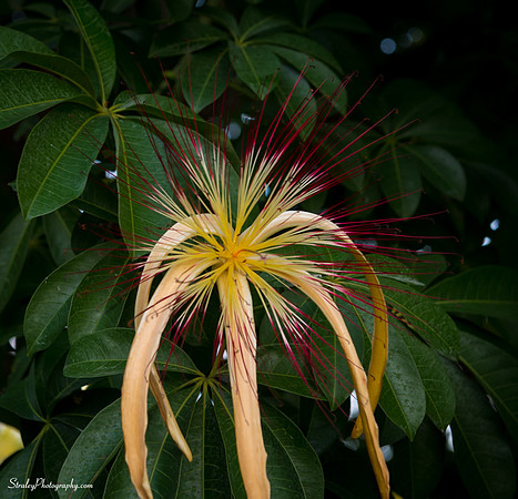 Chihuly at Fairchild Gardens  2015 01 08 - 0020