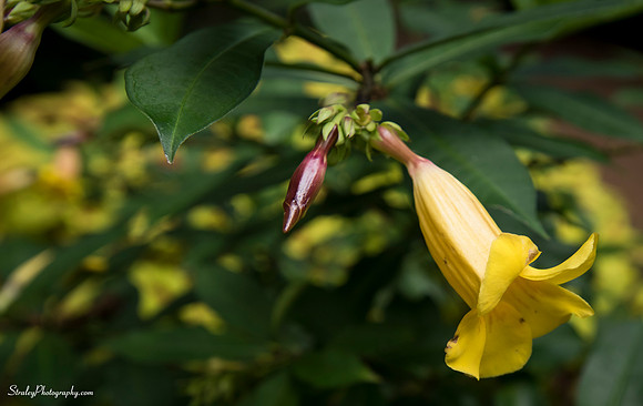 Elizabethan Gardens 2014 10 02 - 0056