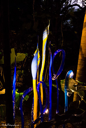 Chihuly at Fairchild Gardens  2015 01 08 - 0150