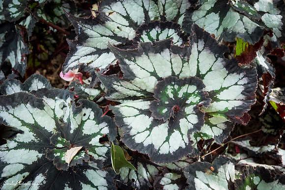Elizabethan Gardens 2014 10 02 - 0126