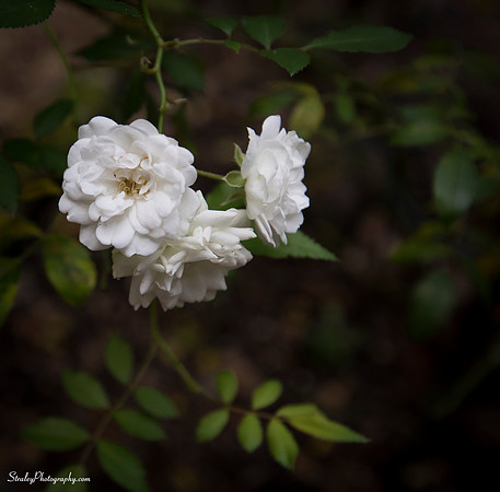 Elizabethan Gardens 2014 10 02 - 0039