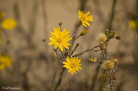 Jockeys Ridge  - 2014 10 24 - 0101