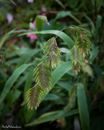 Elizabethan Gardens 2014 10 02 - 0155