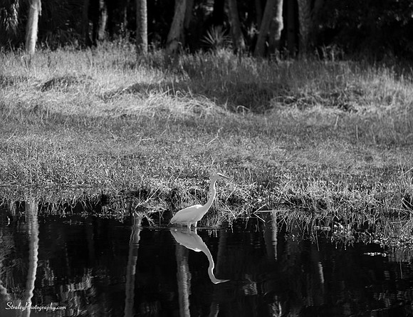 Myakka State Park  2014 12 15 - 0045