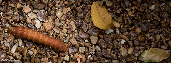 Elizabethan Gardens 2014 10 02 - 0083