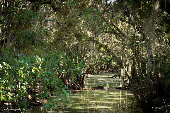 Myakka State Park  2014 12 15 - 0096