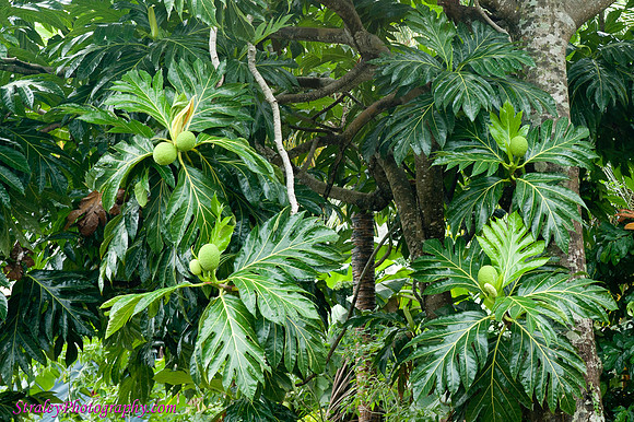Grenada 11 2010 modeling   0049