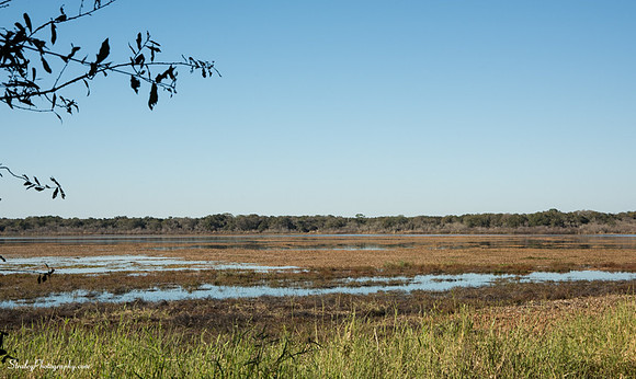 Myakka State Park  2014 12 15 - 0121