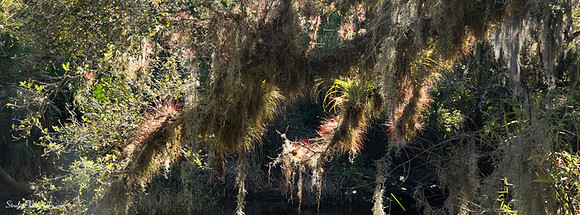Myakka State Park  2014 12 15 - 0112