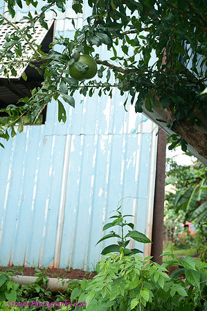 Grenada 11 2010 modeling   0040