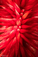 Chihuly and Dali  2014 12 17 - 0062
