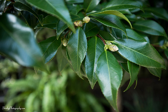 Elizabethan Gardens 2014 10 02 - 0143